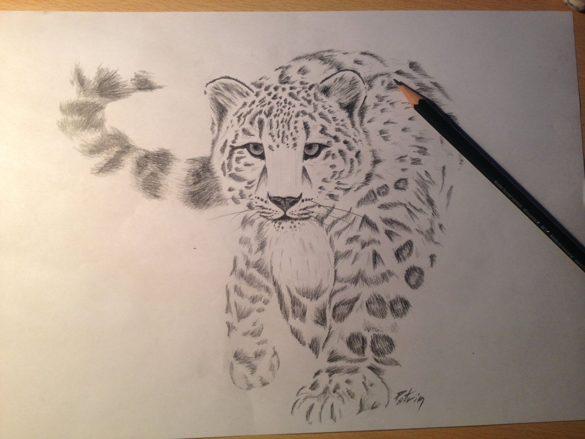 Рисунок Барса карандашом для срисовки