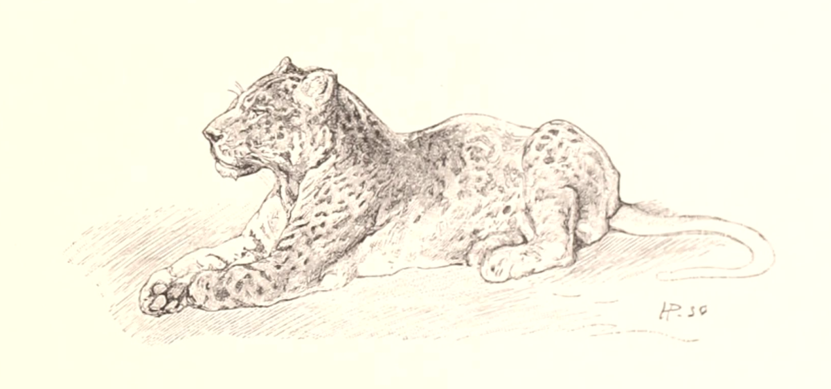 Снежный Барс рисунок карандашом профессиональные