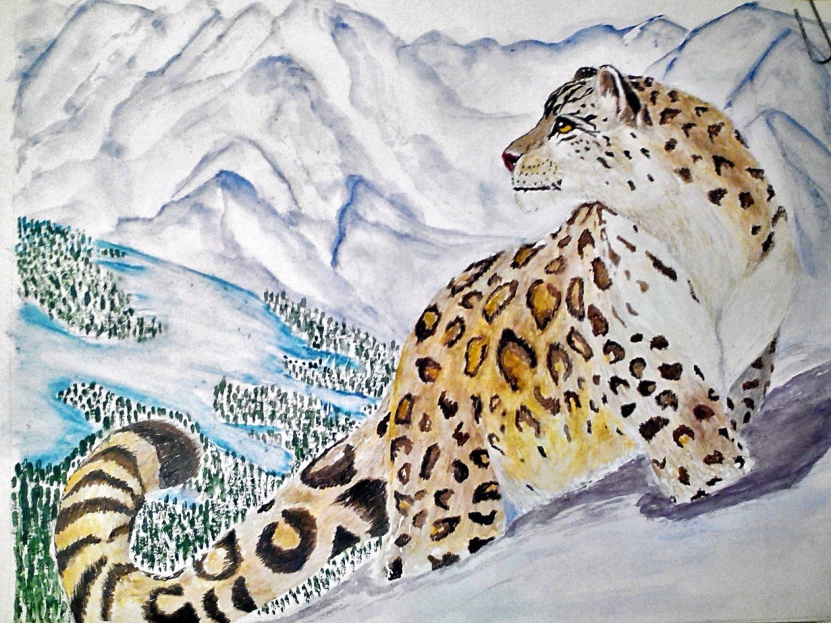 Снежный Барс рисунок