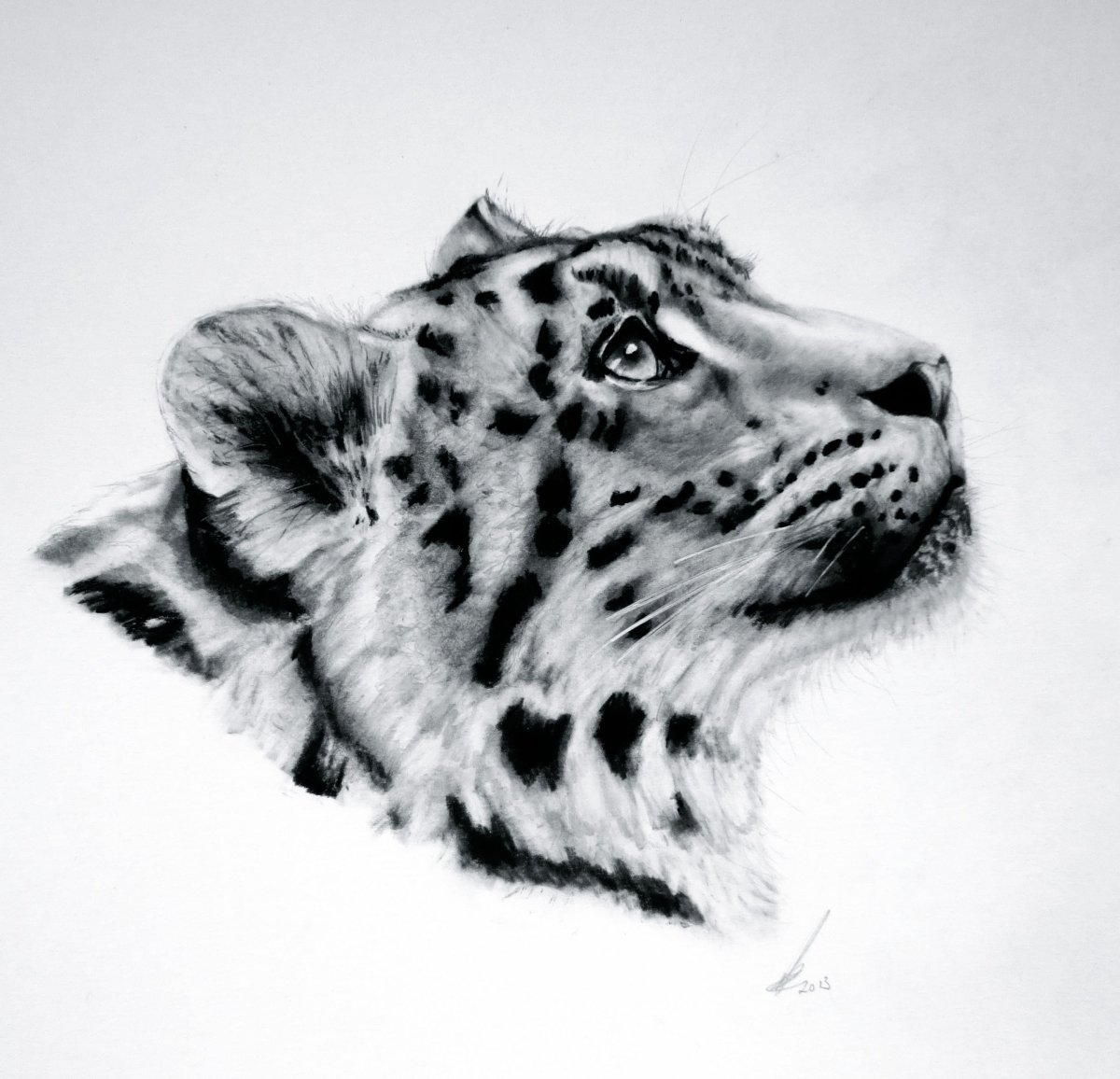 Снежный Барс рисовать карандашом