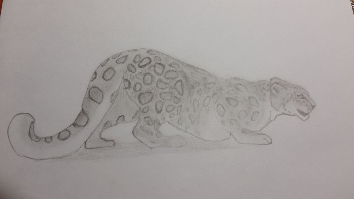 Снежный Барс для срисовки