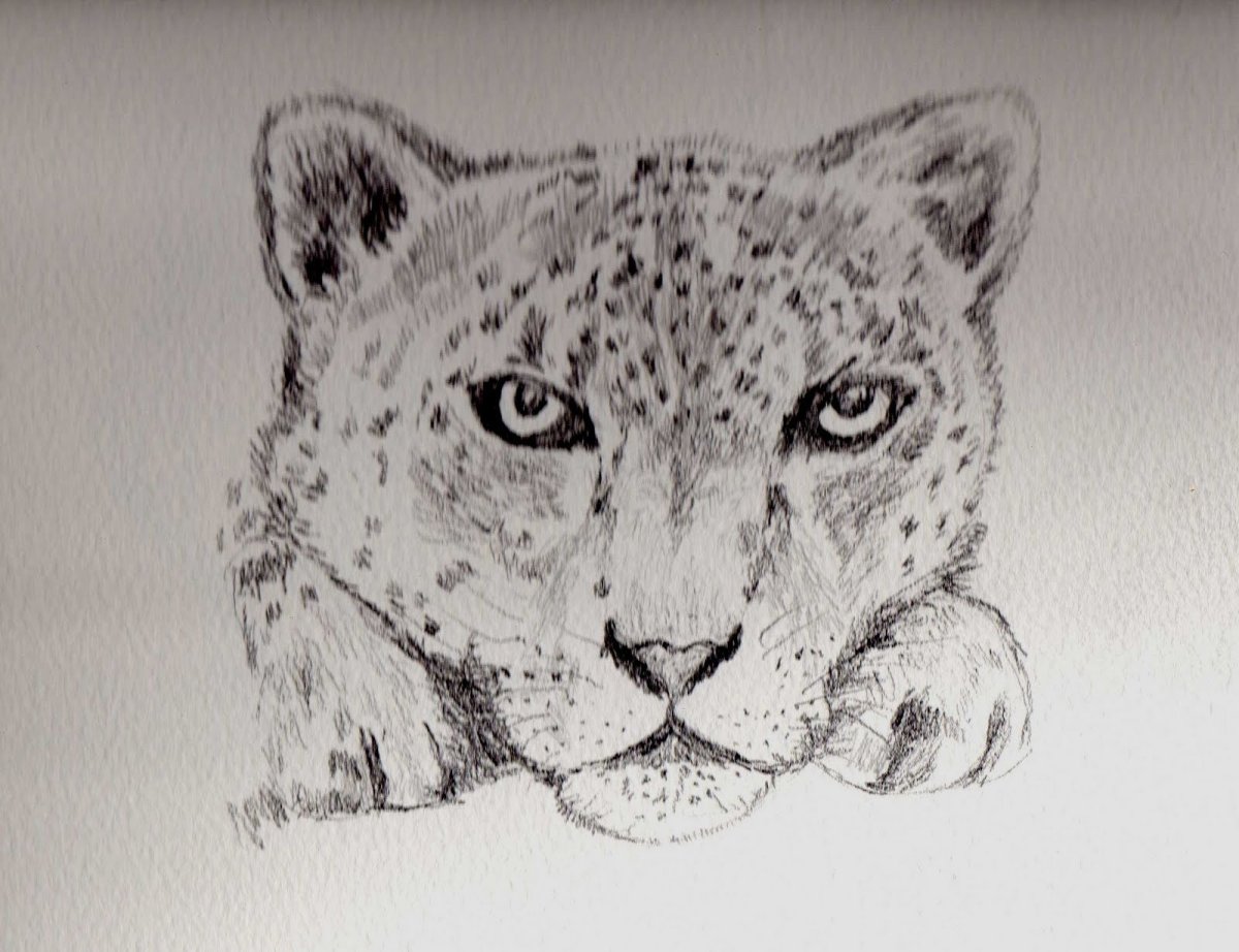 Никас Сафронов снежный Барс