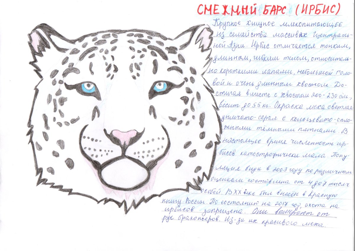 Снежный Барс рисунок