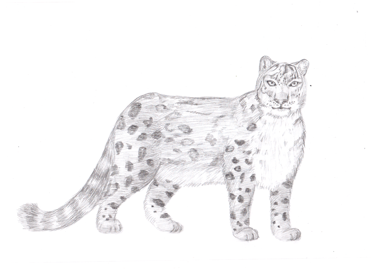 Нарисовать снежного Барса