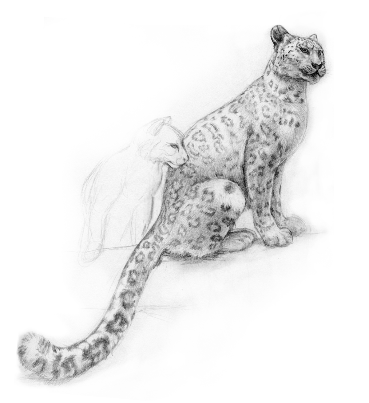 Снежный Барс рисунок