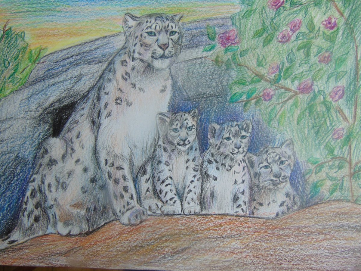 Снежный Барс рисунок