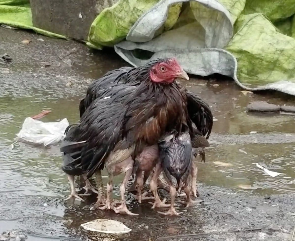 Мокрая курица