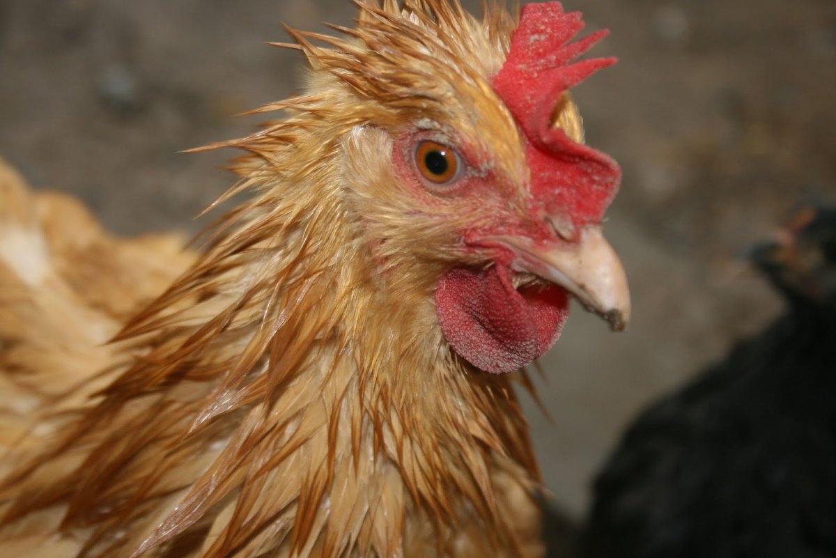 Курочка прикольная