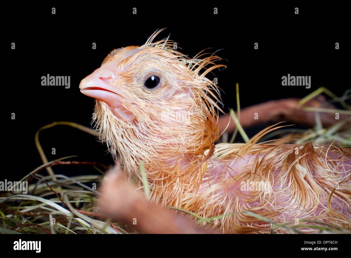 Мокрая птица