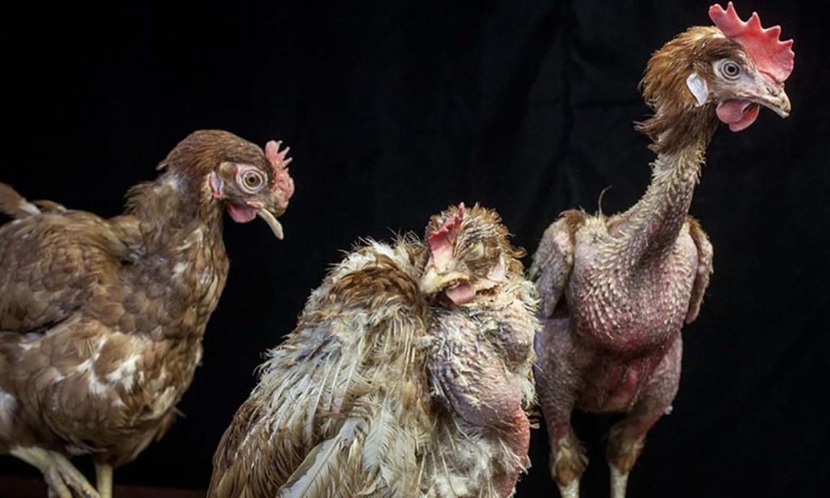 Сова без перьев