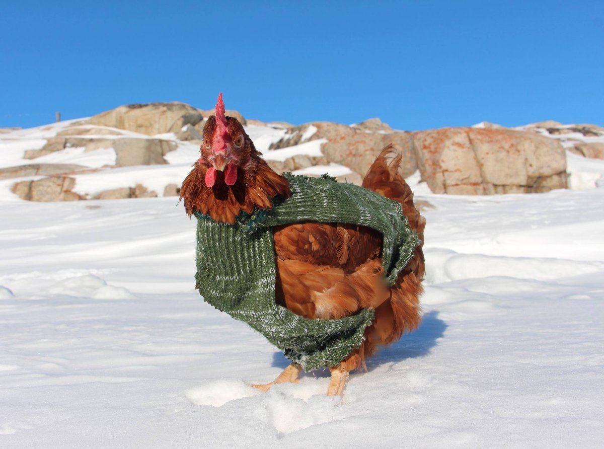 Мокрая курица прикол