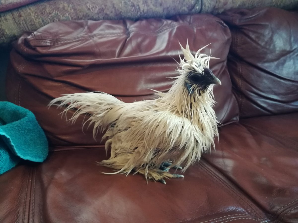 Курица в штанах