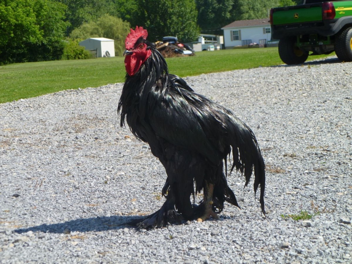 Крутой цыпленок