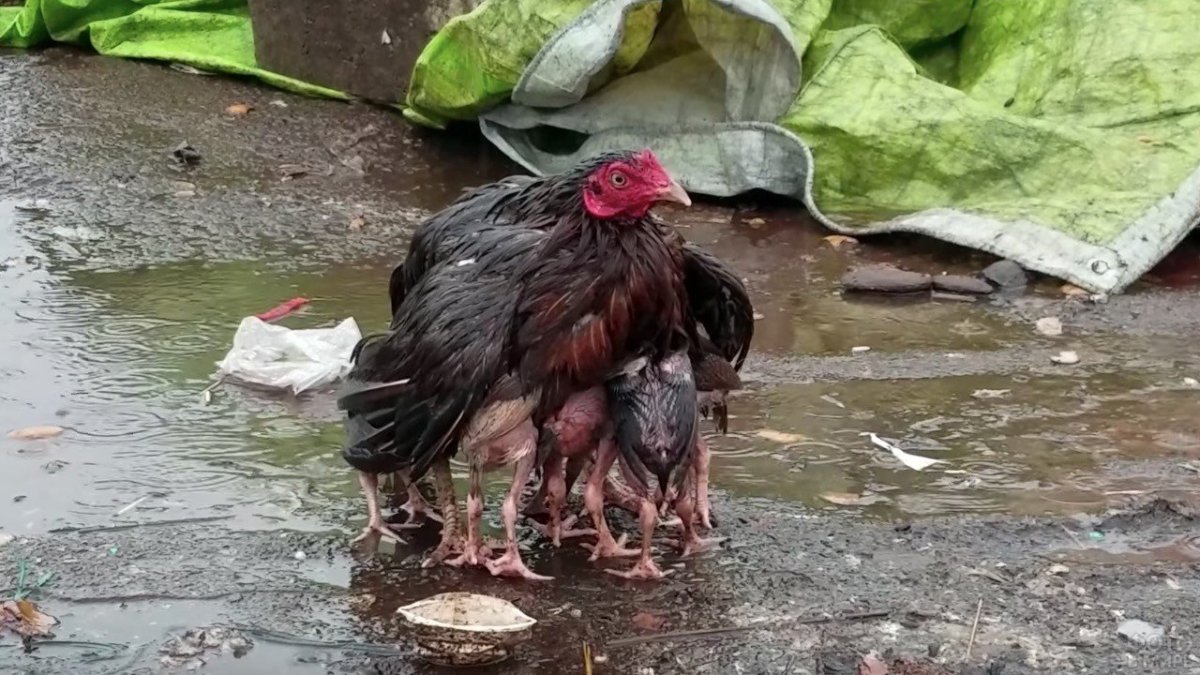 Смешные куры и петухи