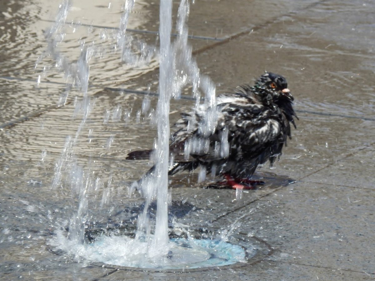 Испуганная курица