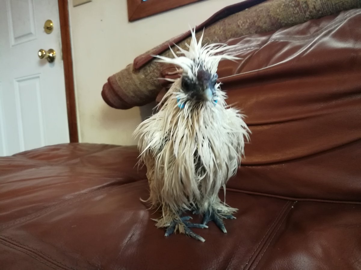 Мокрая курица фото