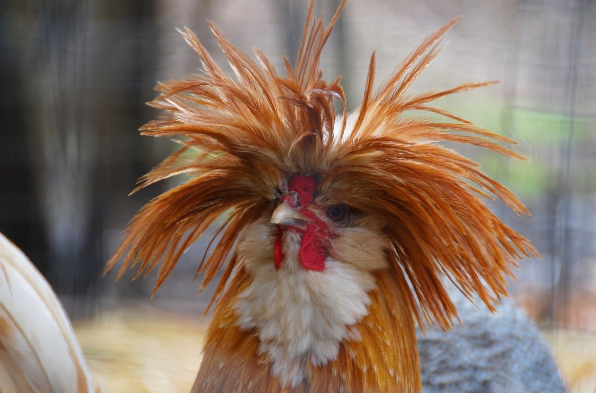 Худая курица