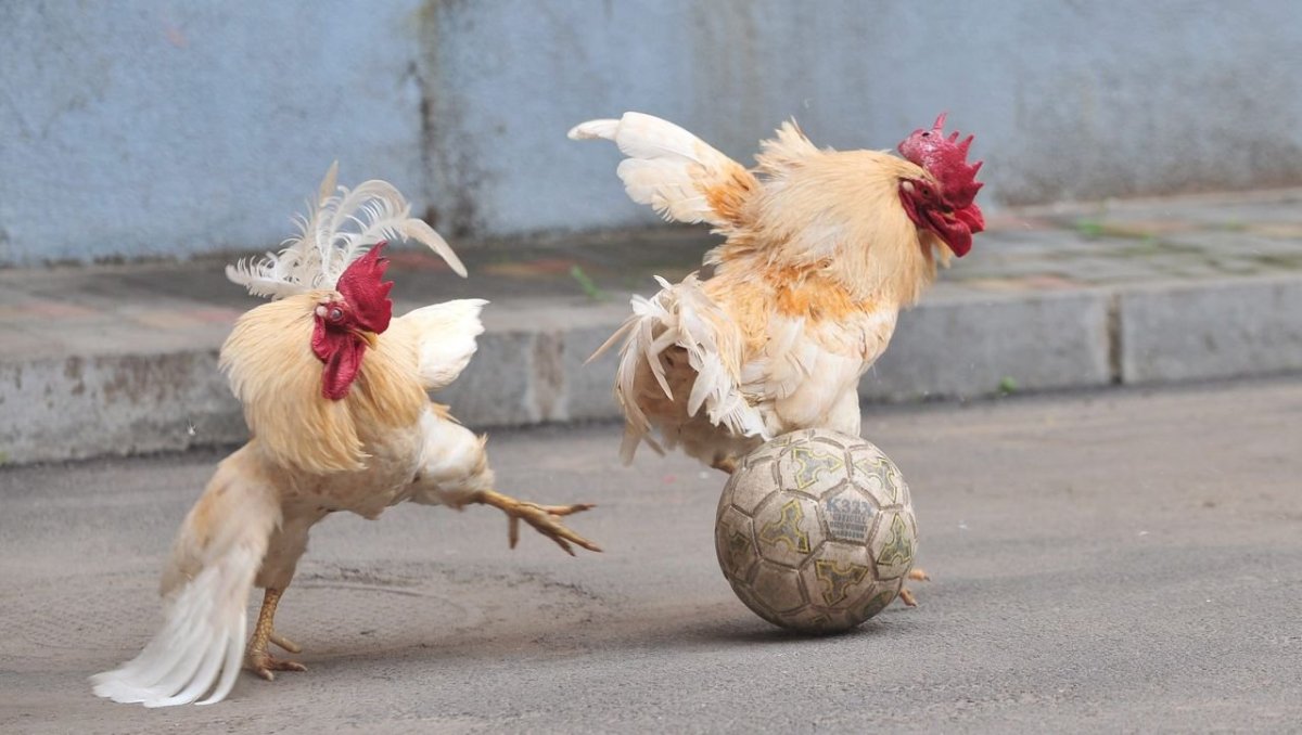 Бешеная курица