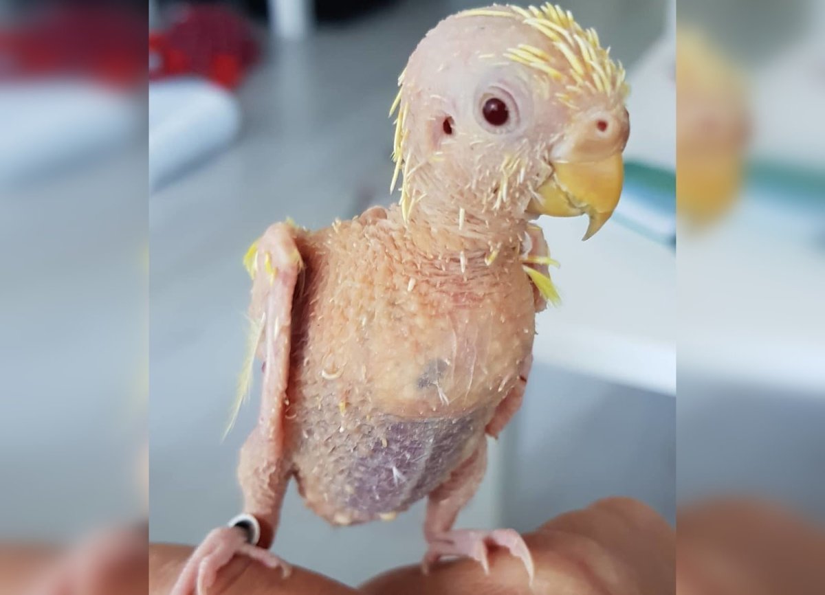 Курица из мультика