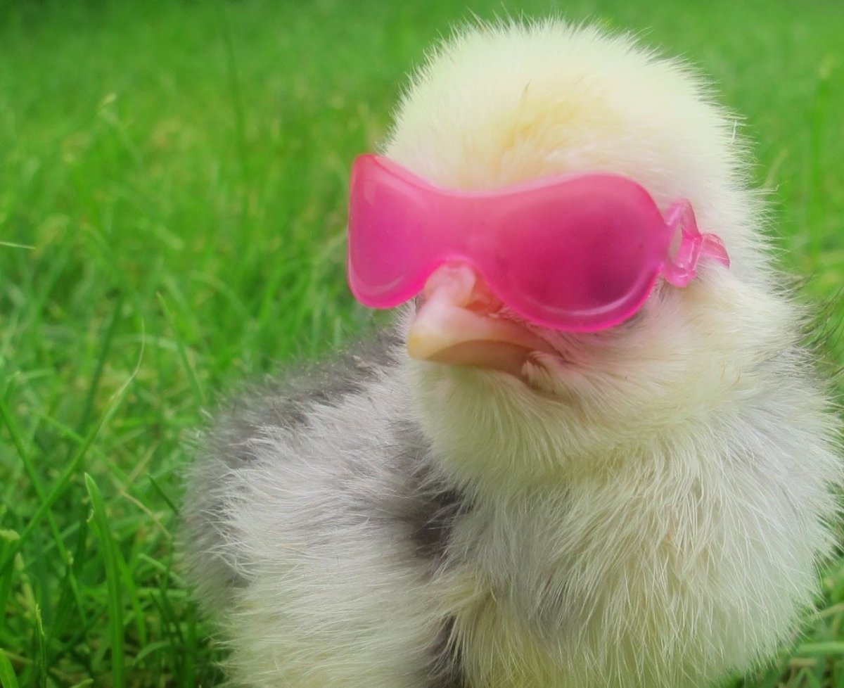 Петух наседка