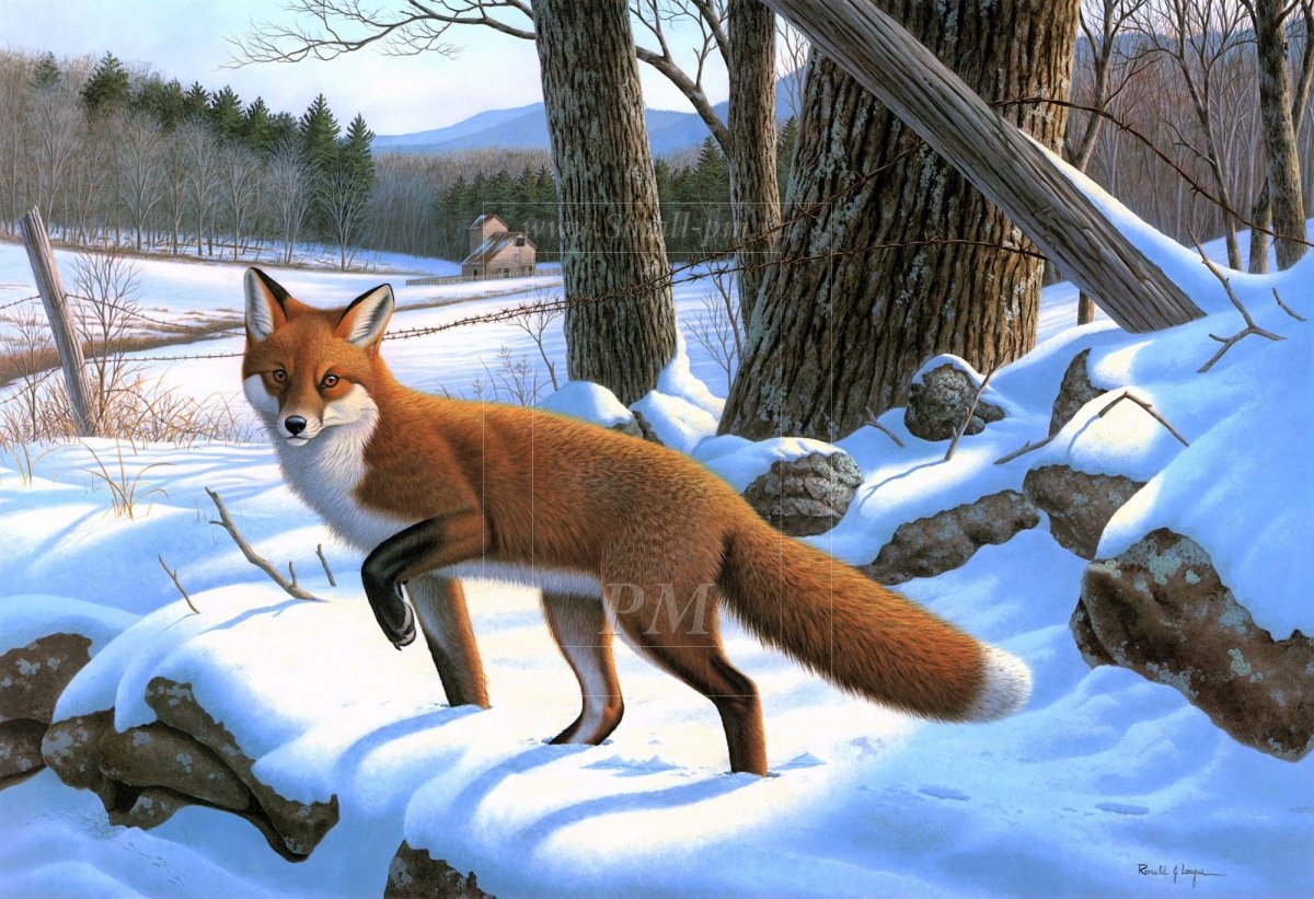 Животные леса зимой