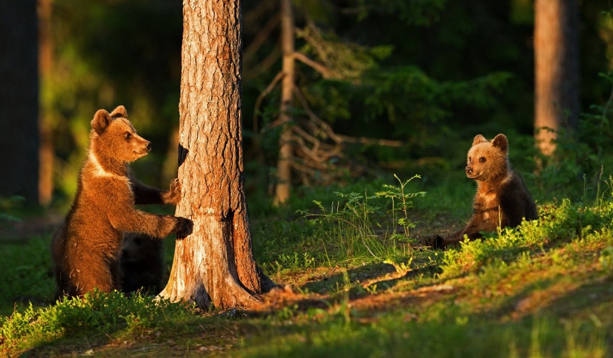 Дикие и домашние животные