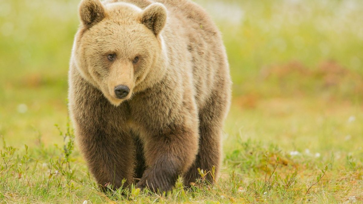 Животные рисунки