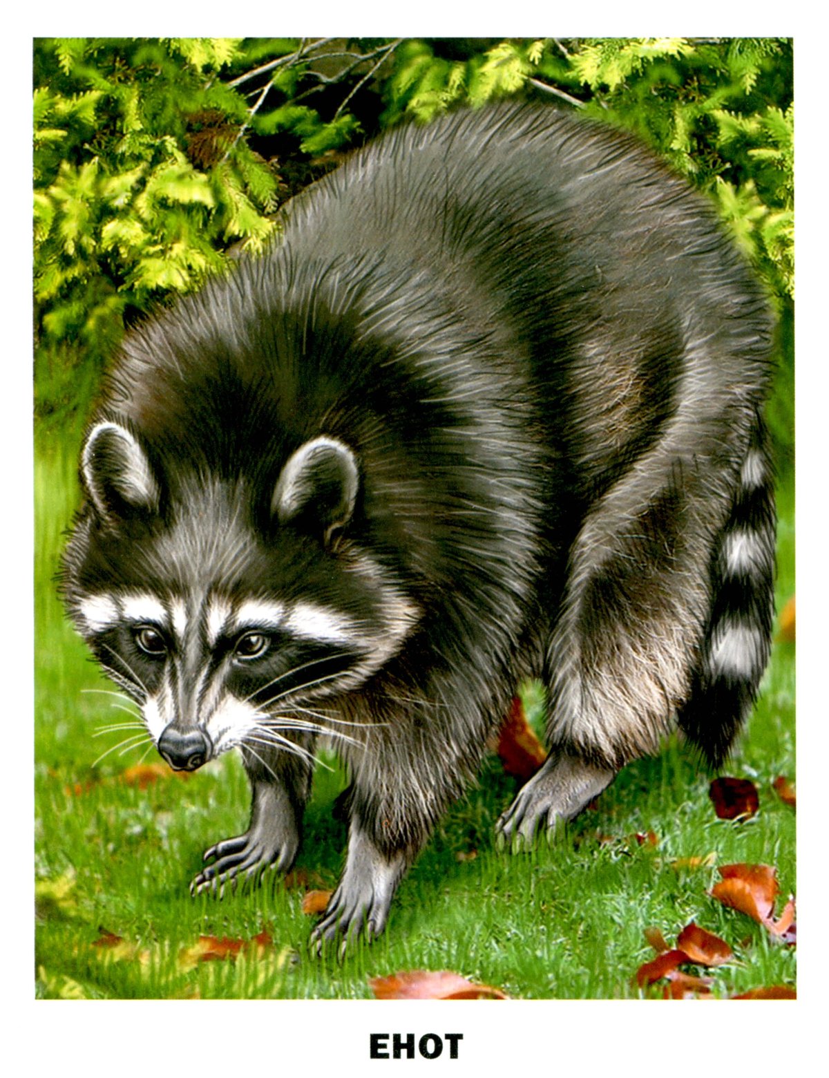 Дикие животные для детей