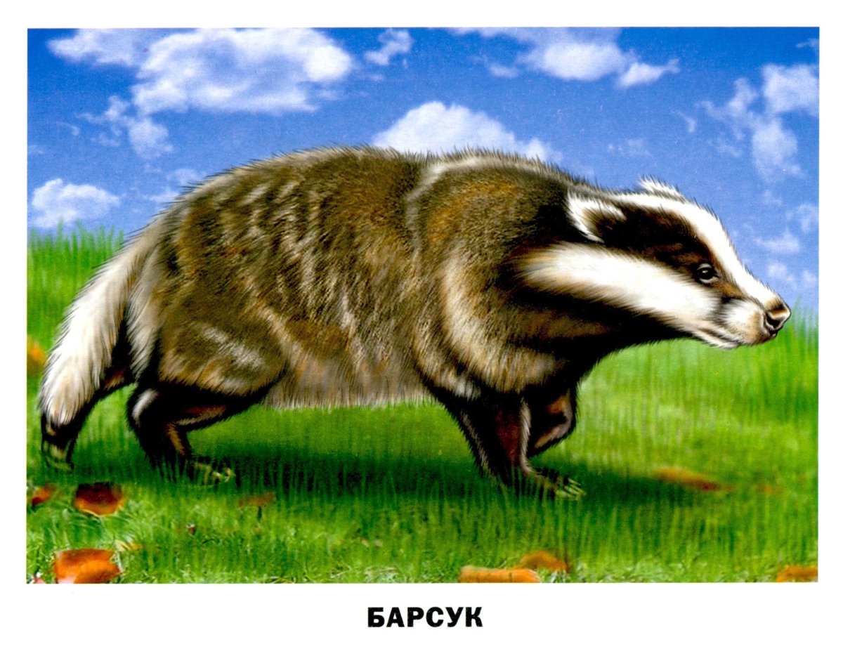 Осенний олень