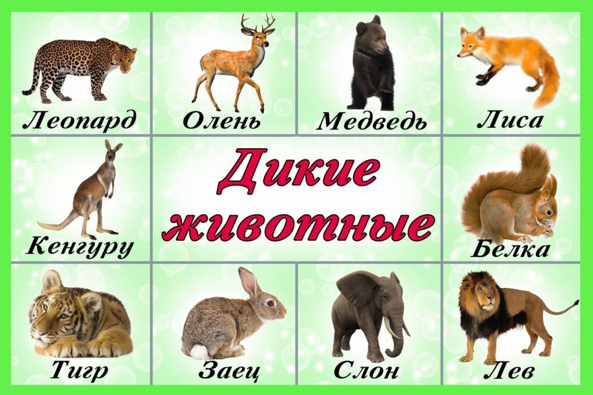 Звери в лесу