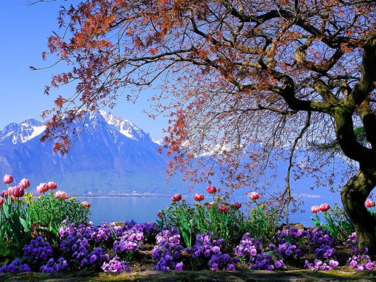 Женевское озеро горы цветы
