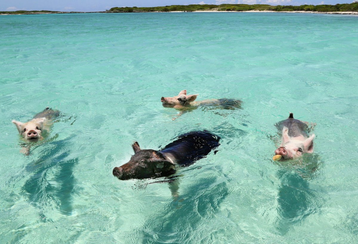Свинки на Багамах