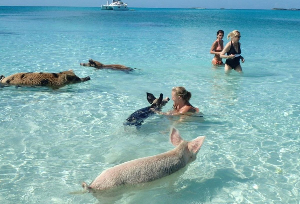 Остров Эксума Багамы, Пиг Бич.