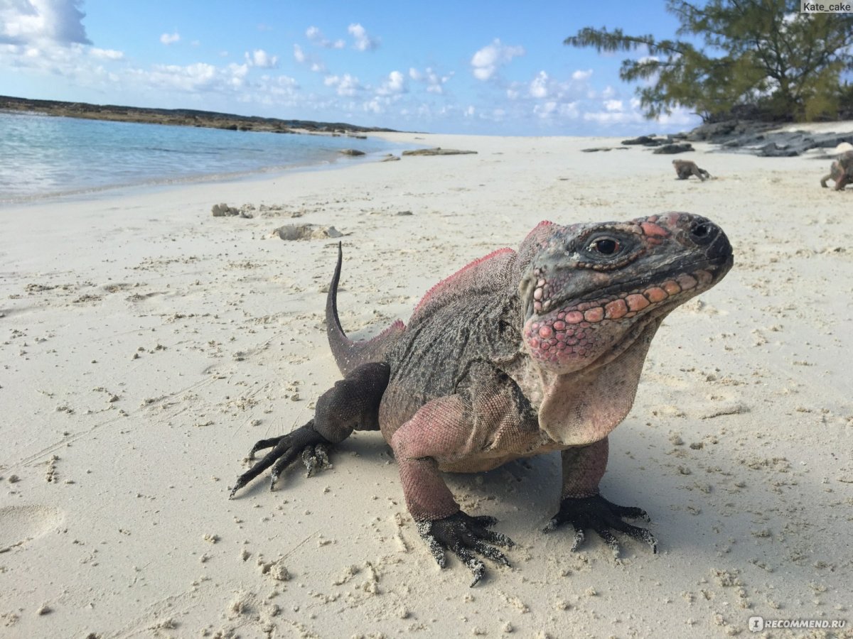 Мальдивы лес