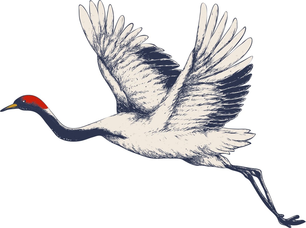 Журавль рисунок