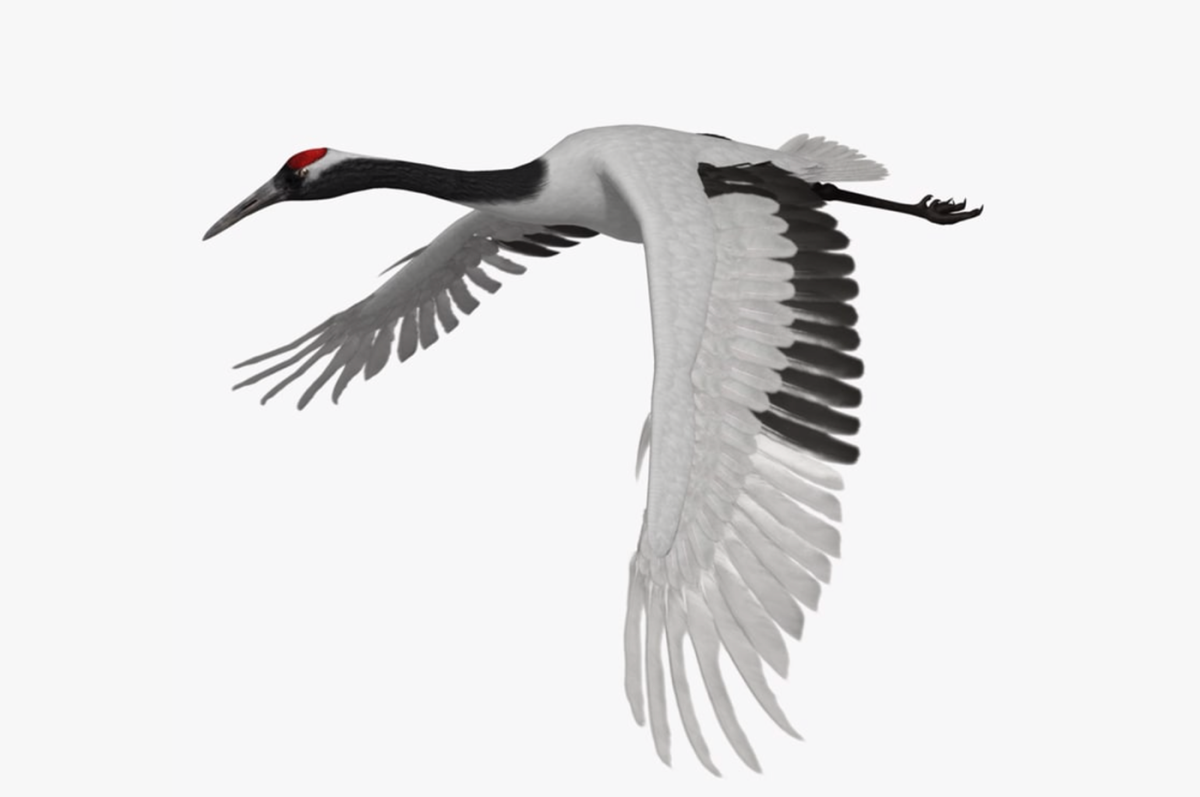 Журавль на белом фоне