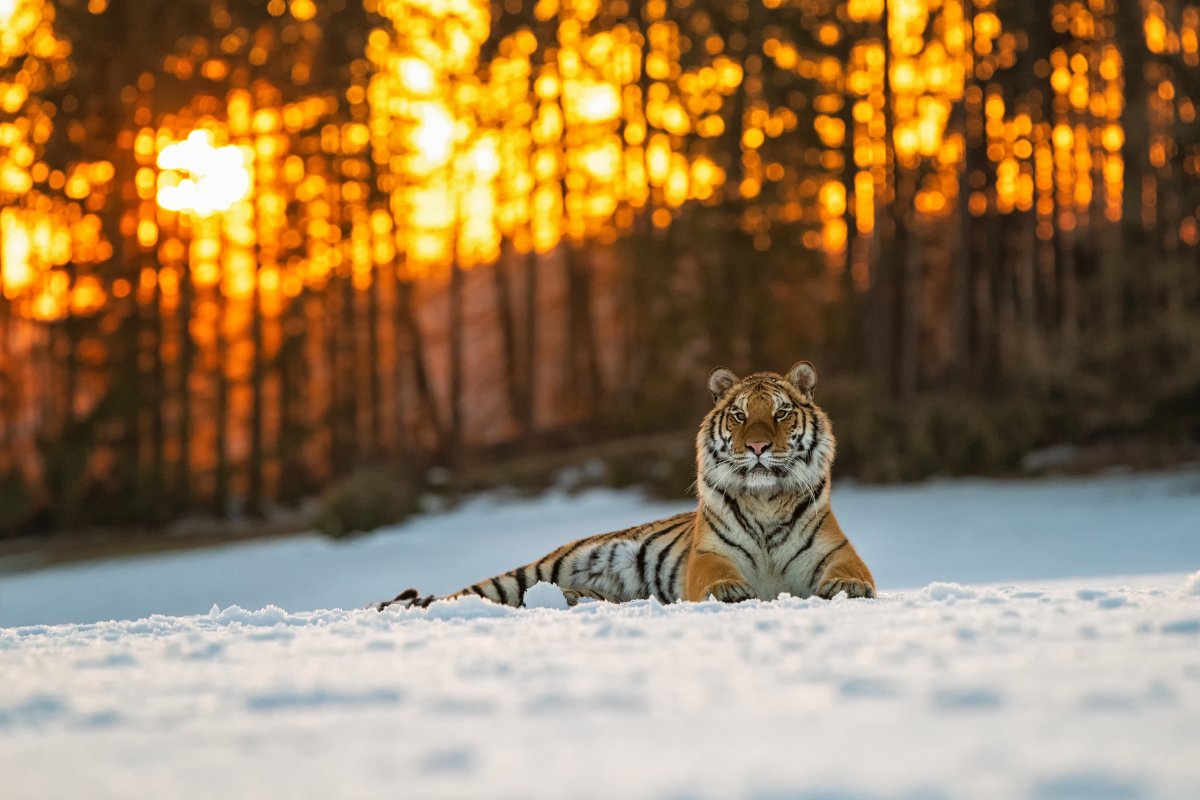 Красивый тигр зимой