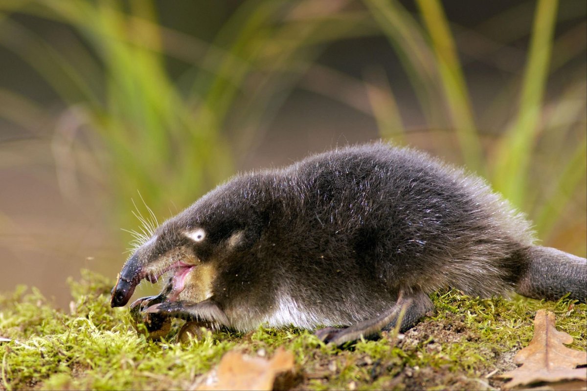 Пиренейская выхухоль