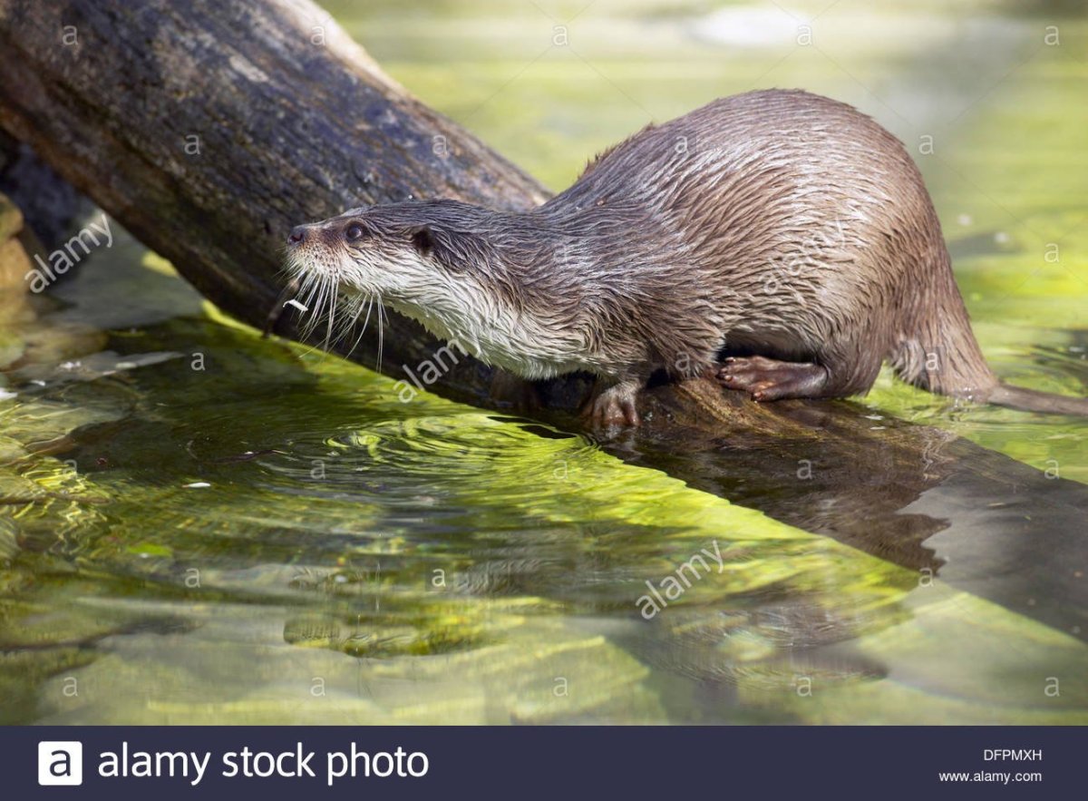 Похухоль и нахухоль