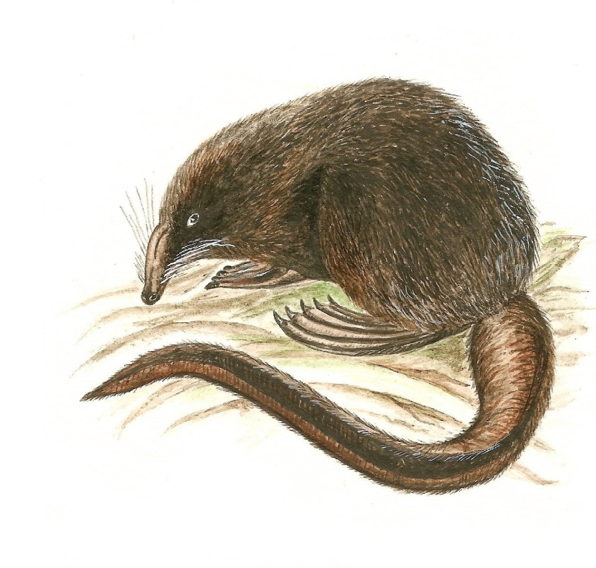 Русская выхухоль