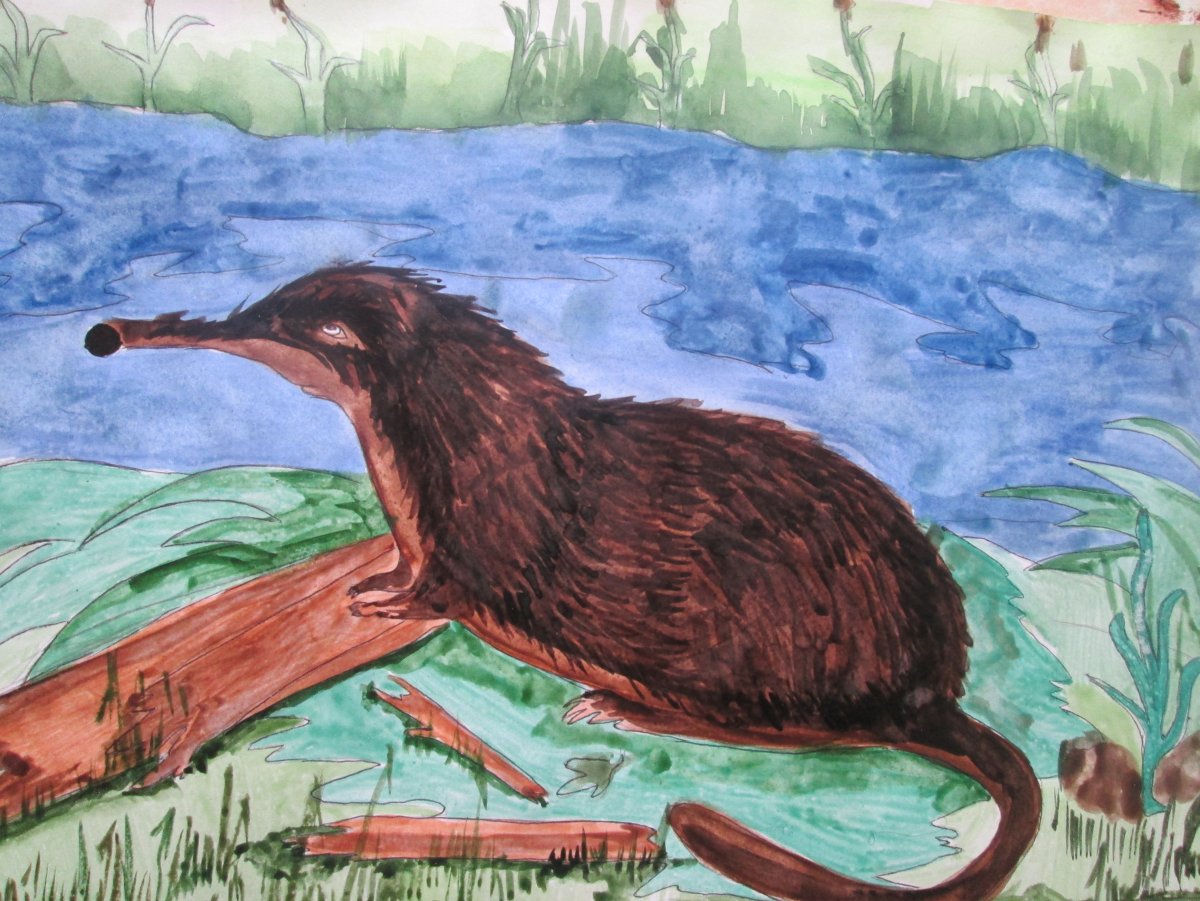 Русская выхухоль Desmana moschata