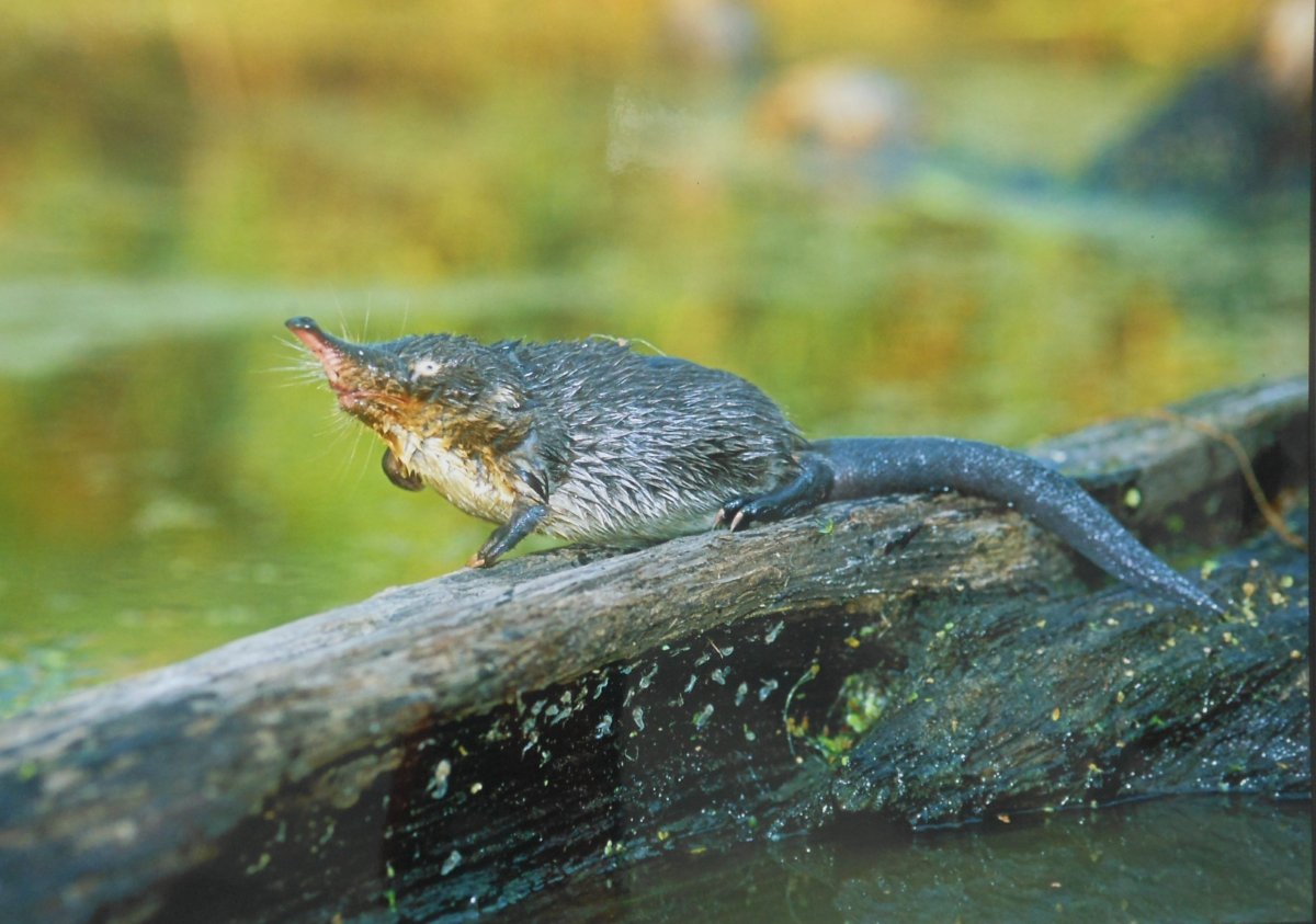 Выхухоль Болотная