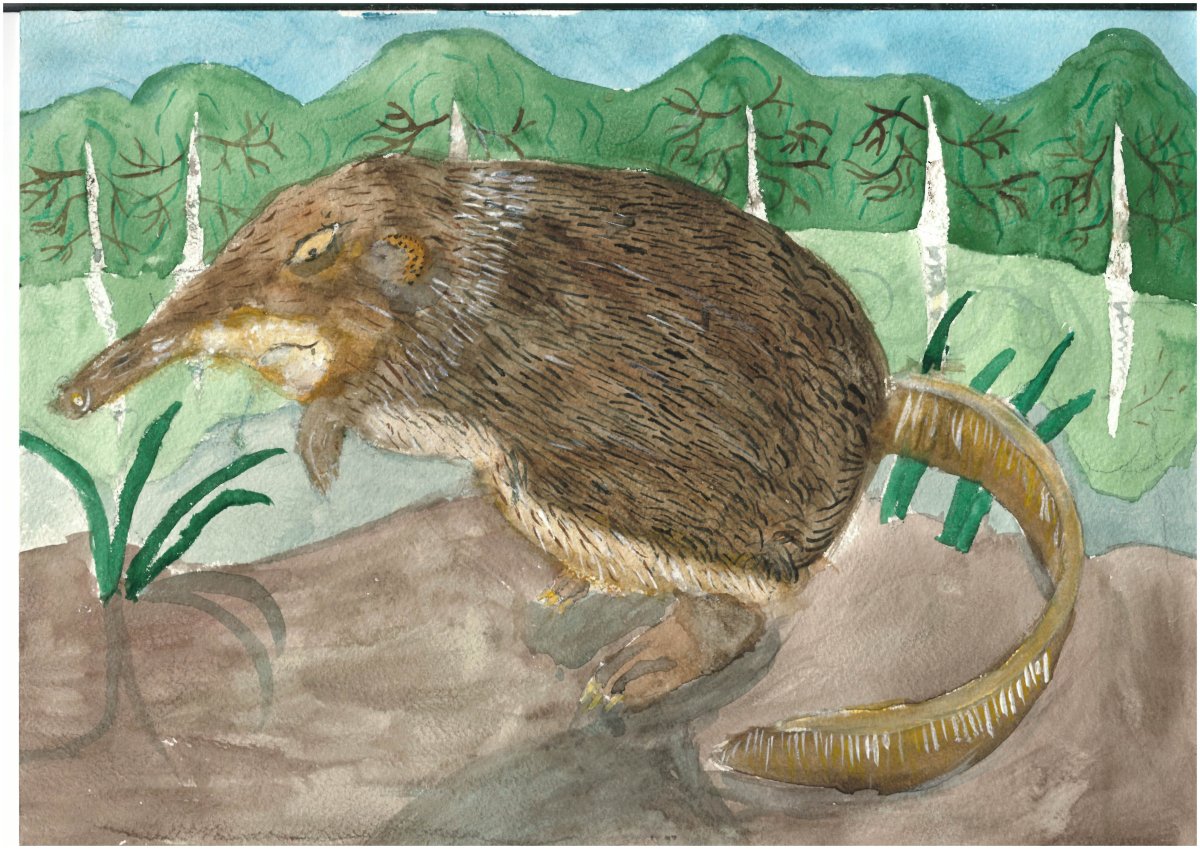 Русская выхухоль Desmana moschata