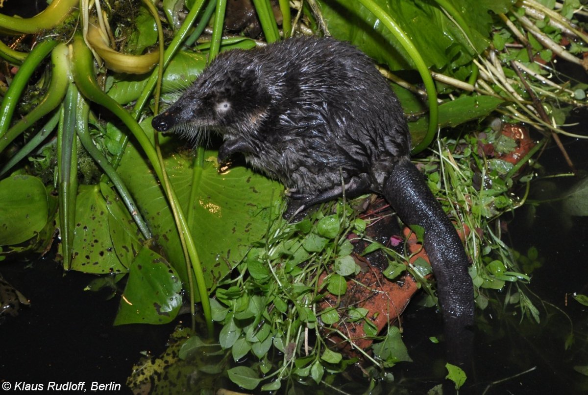 Пиренейская выхухоль