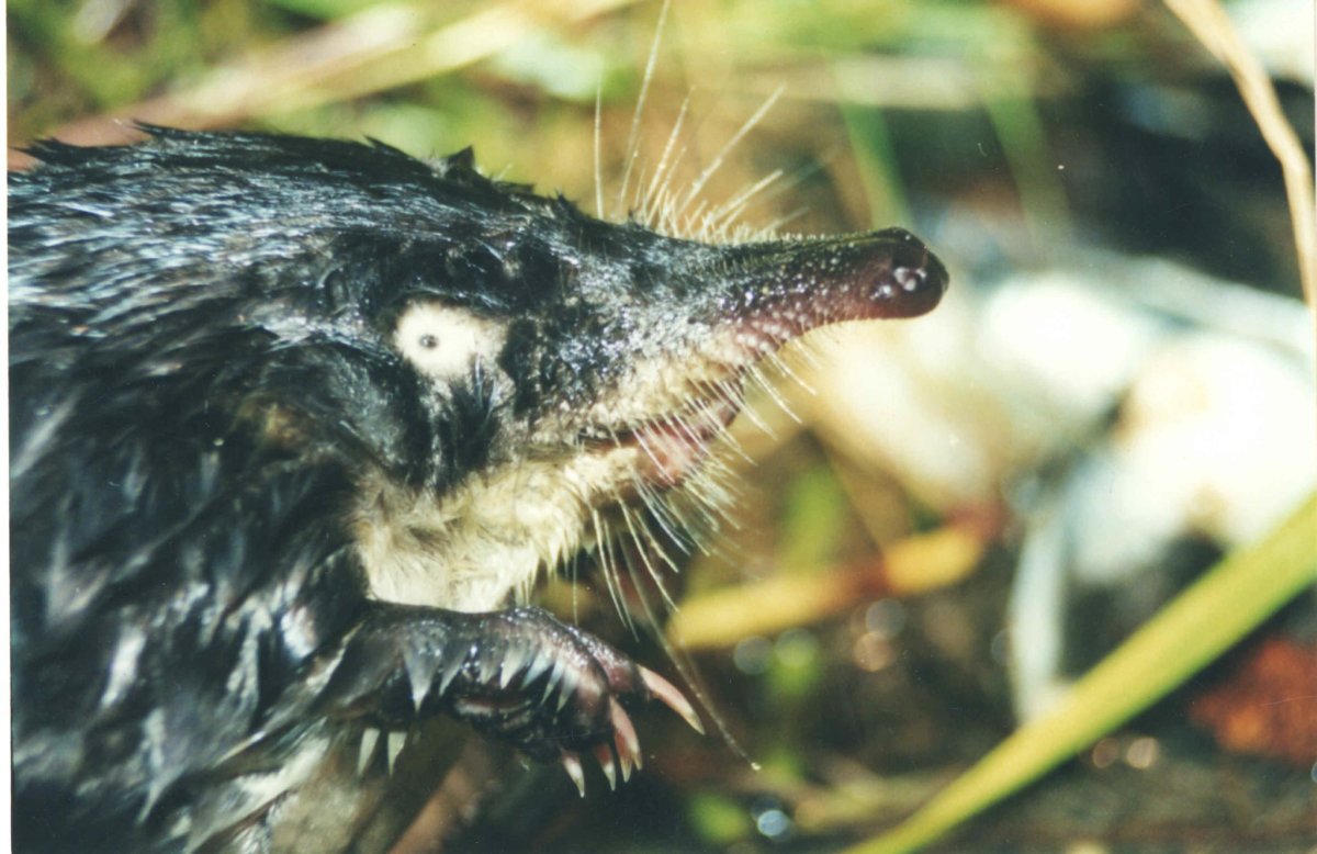 Воронежский заповедник выхухоль