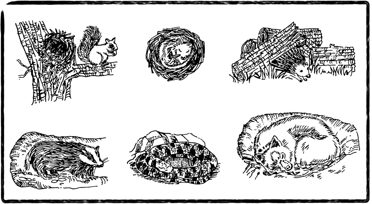 Задания для детей кто где живет