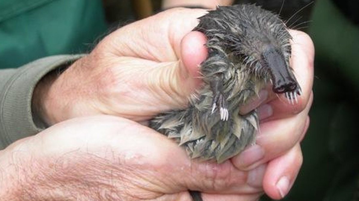 Выдра Lutra Lutra