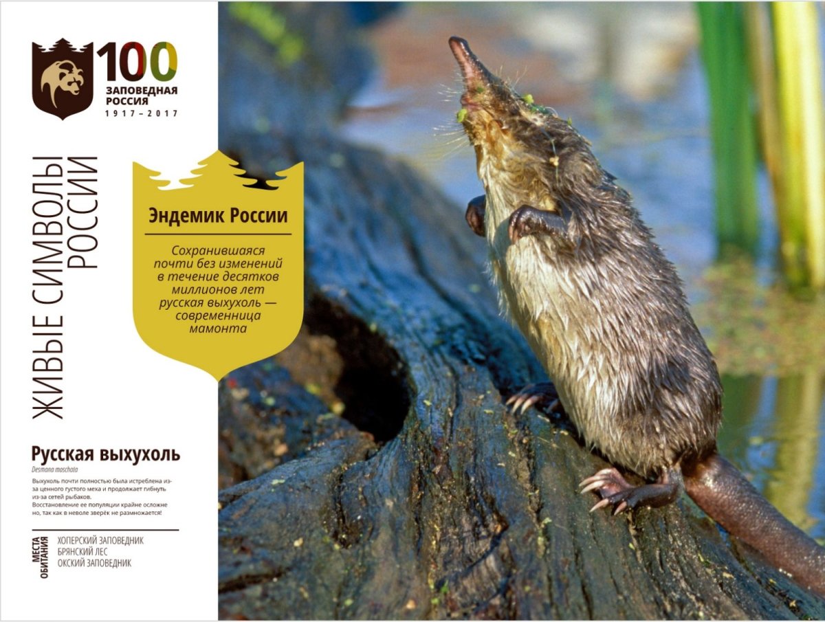 Русская выхухоль (Хохуля)