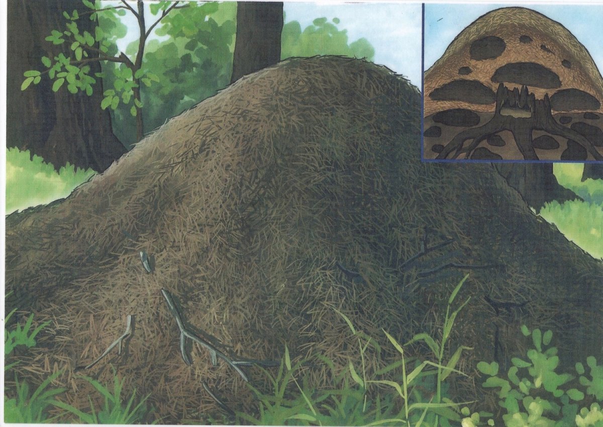 Животные задания для дошкольников