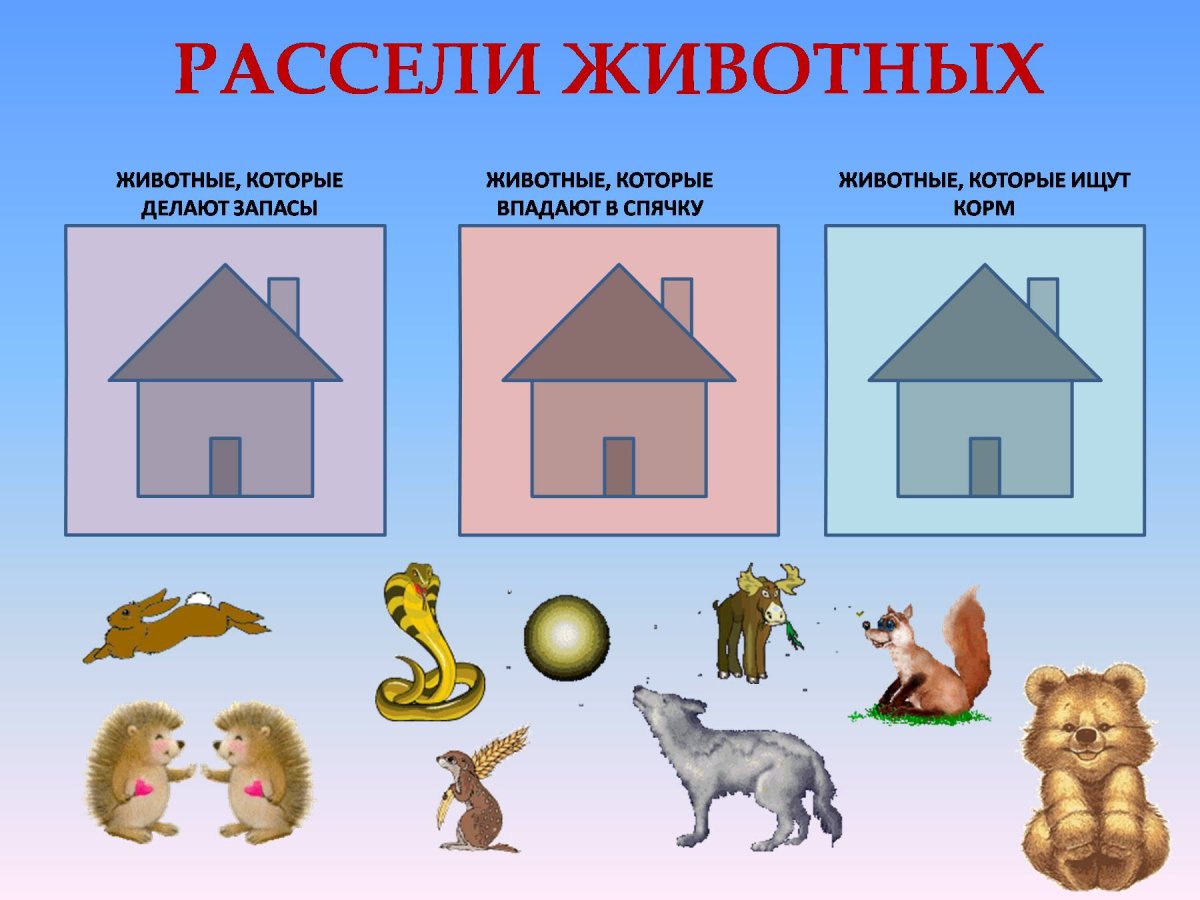 Жилища животных задания для дошкольников
